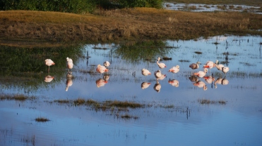003 Flamingos im Lago Argentino